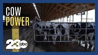 Cattle farms are using cow manure to generate sustainable energy