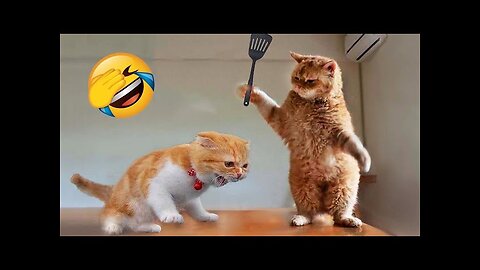 Paws vs. Paws: Canine in Cat Shock!" 🐾😱🐶 Short #shots #syl_vester