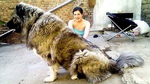 All You Need to Know About the Loyal and Protective Caucasian Shepherd Dog"