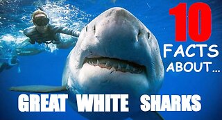 10 Mind-Blowing Great White Shark Discoveries