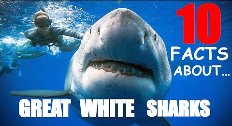 10 Mind-Blowing Great White Shark Discoveries