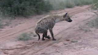 Hyena Walking On Two Legs Spotted Again In The African Wild