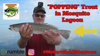 POPPING Speckled Trout in Mosquito Lagoon