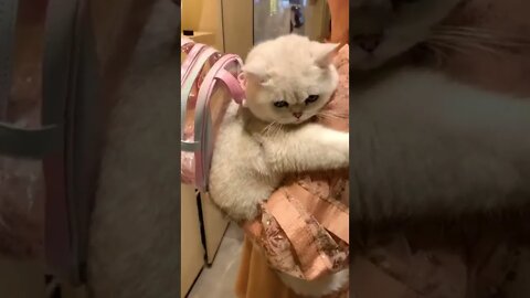 FUNNY CUTE KITTEN - Tiktok Compiled #Shorts