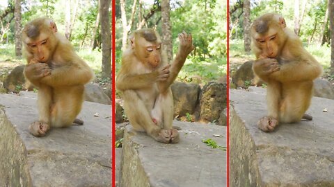 Best Action Monkey 🐒 #viral #fanny #animal #animals #animallover #monkey