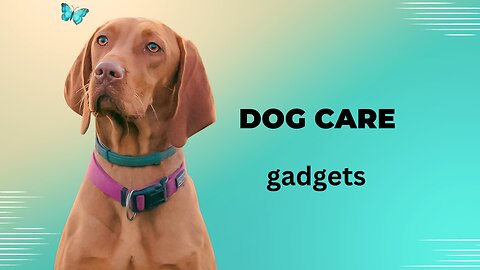 dog care gadgets.