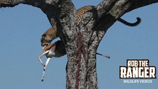 Leopards Of The Mara | Female Leopard "Fig" and Cub With A Gazelle Meal | Zebra Plains