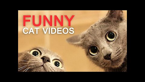 Cutest Cats and Dogs, New Funny Videos 2023 😍, Funny animals Videos