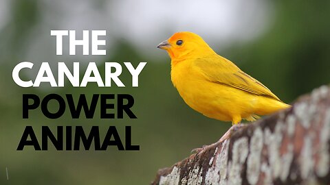 The Canary Power Animal