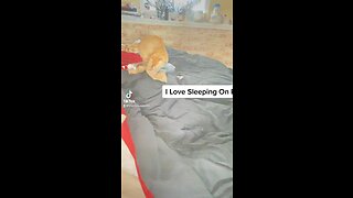 Cat Love Sleeping On Bags