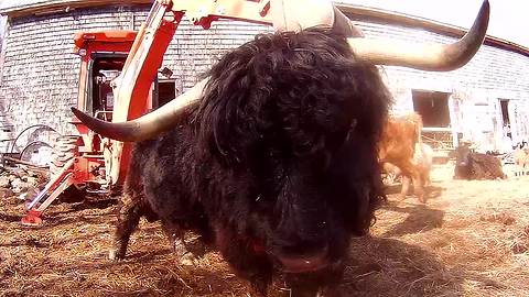 Clever bull uses backhoe to scratch his back