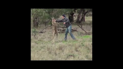 A Kangaroo gets PUNCHED in the face in this shorter than the shortest video on YouTube #Shorts