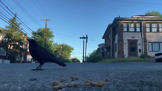 Crow Close-up: Kibble & Crow Baby