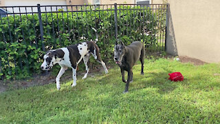 Happy Great Danes Take Their Toys Outside To Play On Squirrel Patrol