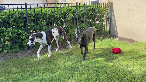Happy Great Danes Take Their Toys Outside To Play On Squirrel Patrol