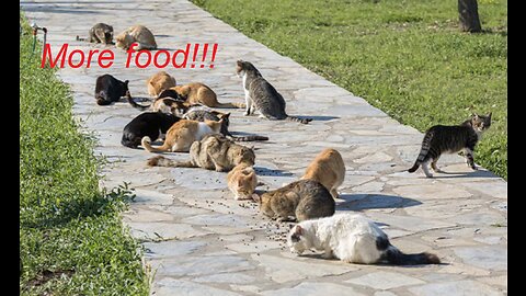 Cats ask for more food outdoors