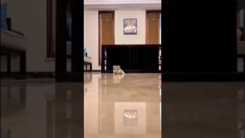 FUNNY CUTE PUPPY - Tiktok Compiled #Shorts