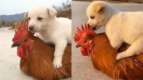 Friendship - puppy and chicken . A beautiful moment