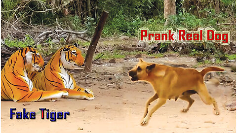 Troll Prank Dog Funny & fake Lion and Fake Tiger Prank To dog & Huge Box Prank to dog