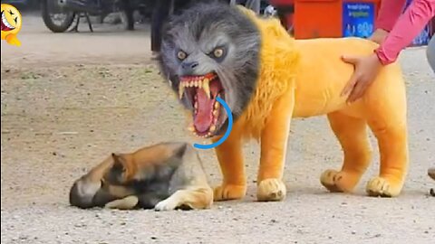 Troll Prank video fake lion funny