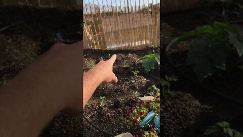 Small Garden Remodel + Planting New Seeds