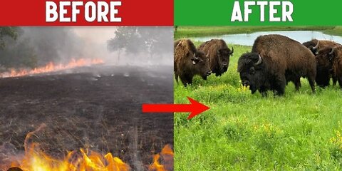 This Is Why We Set Our Bison Ranch on Fire! (Before & After)