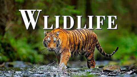 Discovery WILDLIFE ANIMALS - World Cinematic 4K With Relaxing Music Helios Soulful Reflections