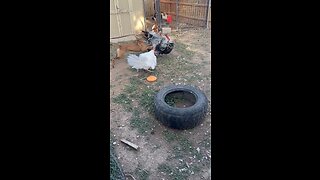 Turkeys versus dog ￼