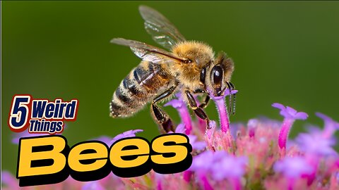 5 Weird Things - Bees (Nature's hardest workers!)