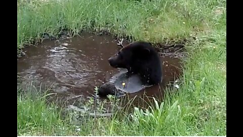 Bear Bath, June 26-July 16