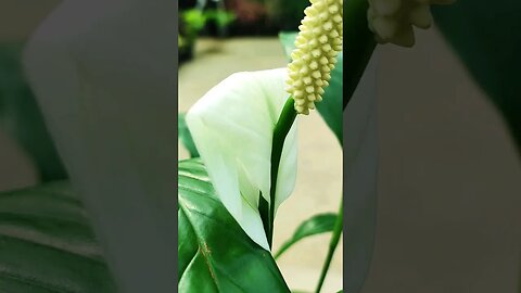 clean and shiny your peace lily plant with milk.#shorts #peacelily #houseplants