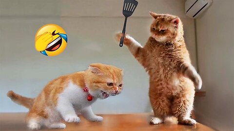 Funniest Animals 2023 😂 Funny Cats and Dogs Videos 😺🐶 Part 1 CheckDescription