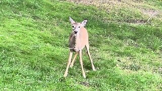 White Tail Deer Eating Apples