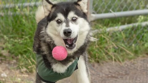 Update on "Tink" - husky with fractured leg