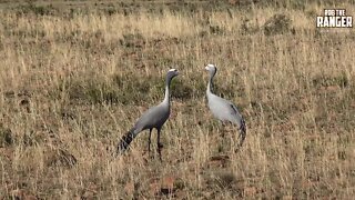 The Blue Crane: National Bird Of South Africa