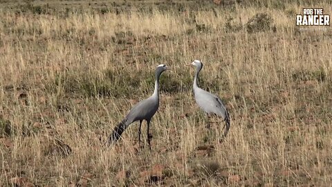 The Blue Crane: National Bird Of South Africa