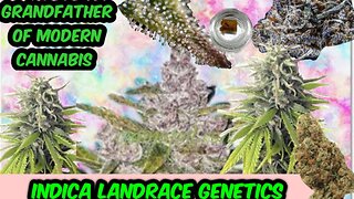 All About Afghani - Landrace/Heirloom Indica