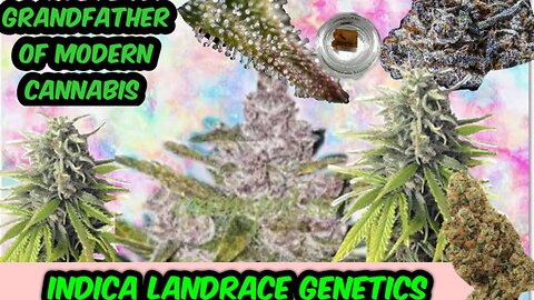 All About Afghani - Landrace/Heirloom Indica