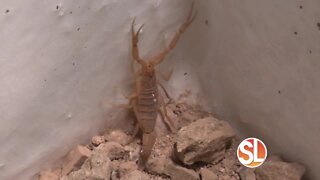 Learn about a unique way to keep scorpions out of your home for good