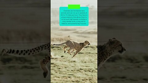 Cheetah the speed of the fastest land animal in the world #shorts