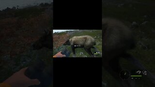 Moose Kill New Englad Mountains The Hunter COTW