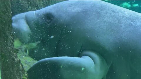 FWC says new program uncovered manatees are desperate for food