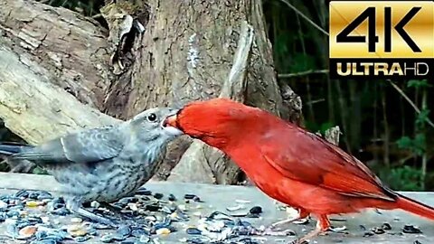 Birdwatching: Watch Male Cardinal Nurture Feed Cowbird Fledgling