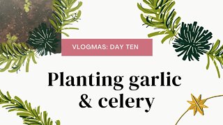 Planting garlic & celery