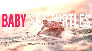 MY FIRST TIME seeing Baby Sea Turtles going to Ocean Video | Alex Beldi