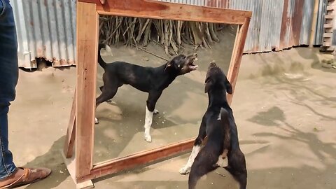 Funny Dog🤣 fighting with the mirror