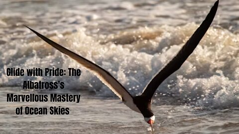 Glide with Pride: The Albatross's Marvellous Mastery of Ocean Skies