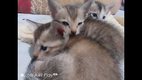 Cut kittens / baby cat / vairal vdio / Funny cat