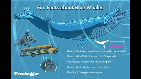 Blue whale 🐋