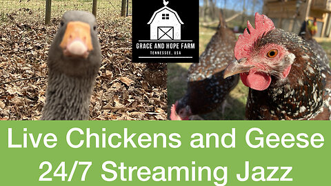 Live Chicken and Geese Cams | 24/7 Streaming Jazz Music